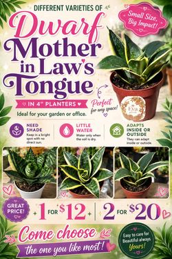Different varieties of mother in laws tongue 🪴💚🤍🐍