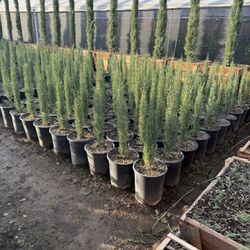 Italian Cypress 5 Gal 2 Feet When Planted 