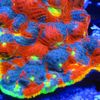 🐡🐠🐟 RADIOACTIVE 🦑 CORALS