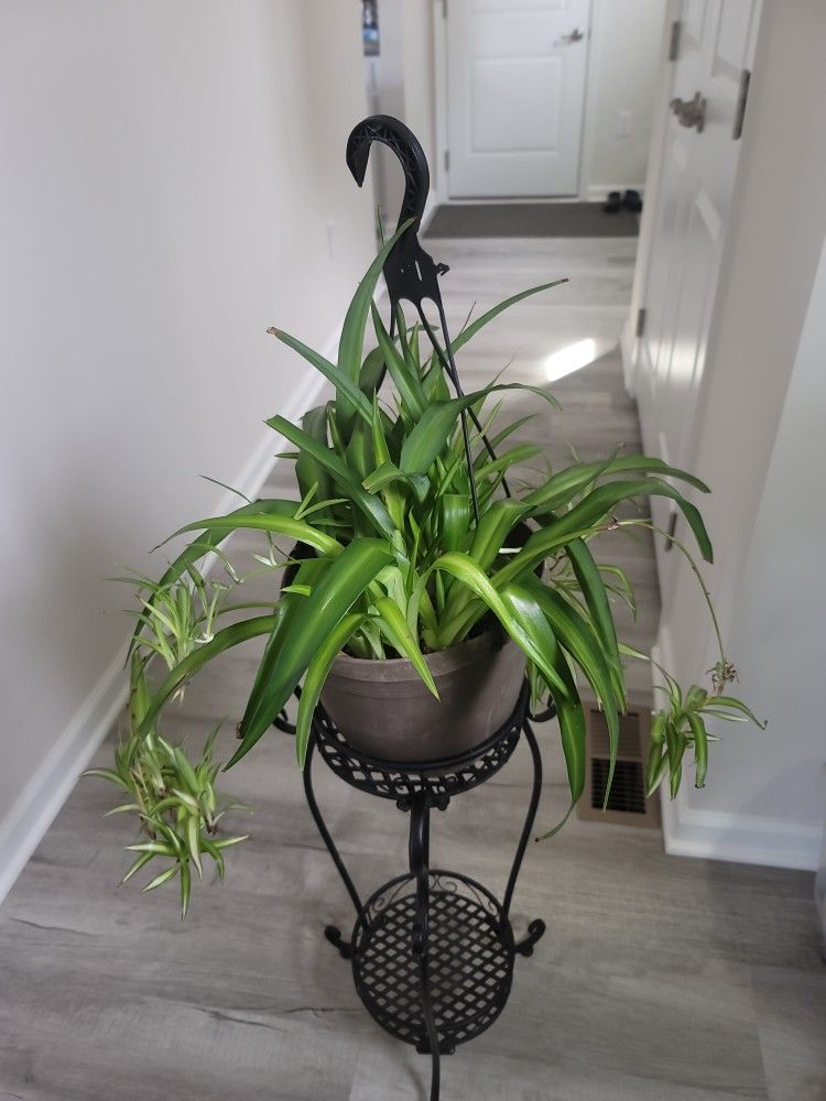 spider plant in a pot
