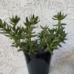 1.5 Gallon Pot Succulent Plant - Crassula Rubricaulis -  Butterfly Bush - Rooted & Established Plant - Drought Resistant - 🪴 