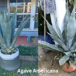 Agave Americana