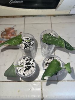 Satin Pothos Self-Watering Starter Cups