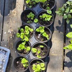 Starter Plants For Sale