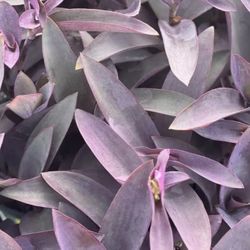 Purple Queen Flower Plants