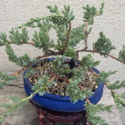 Bonsai Japanese Garden Junipers $60 Each Firm