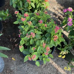 Drought Tolerant Shrubs 