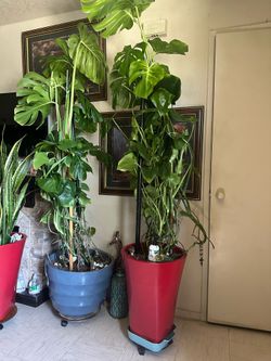 Indoor Plants