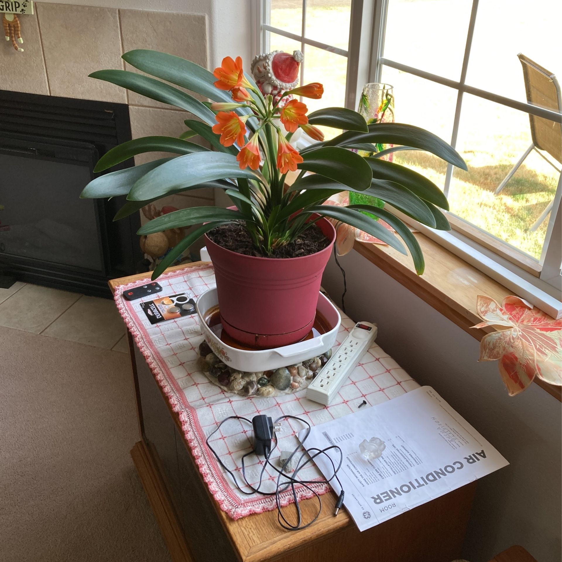Beautiful Plant