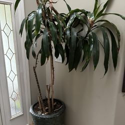 Plant Dracaena