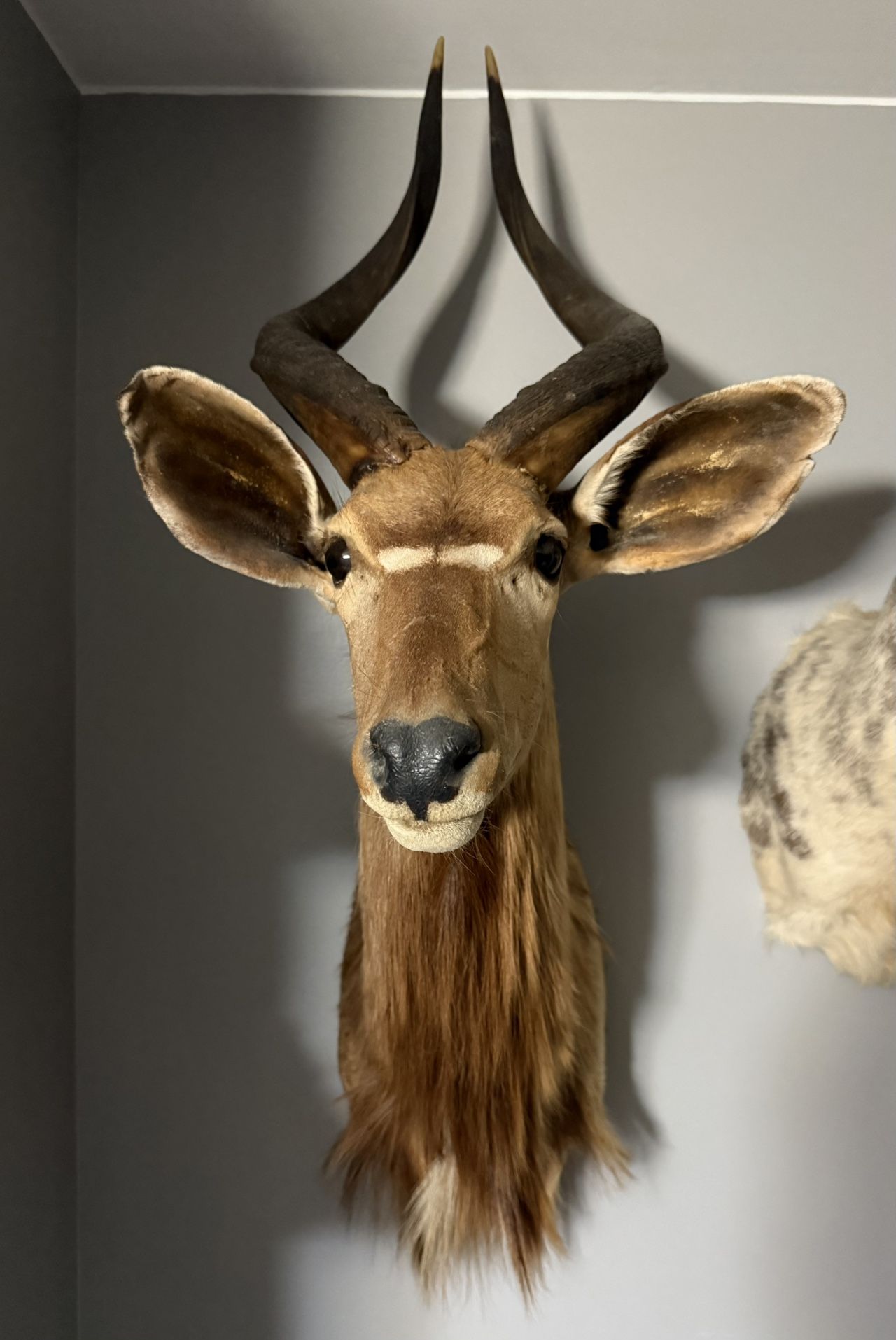 Taxidermy Nyala Shoulder Mount