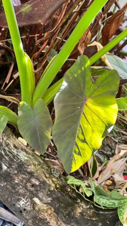 Colocasia black magic