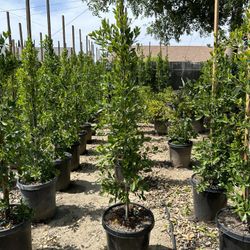 Ficus Nitida Indian Laurel Privacy Hedge