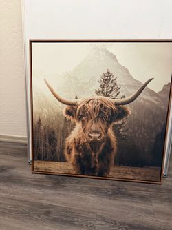 Highland cow picture