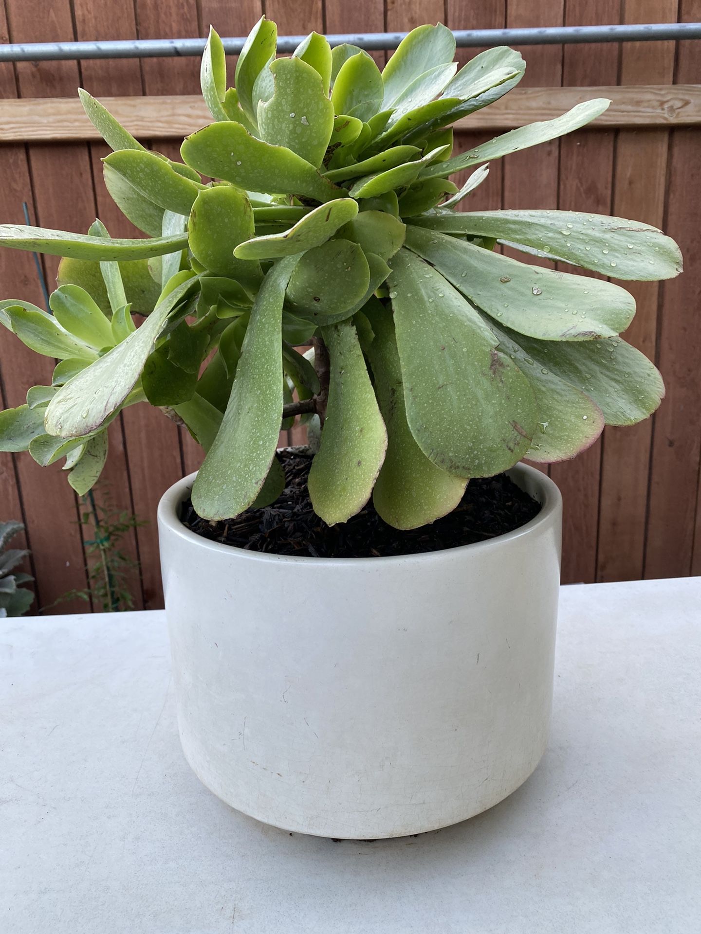 Live succulent plant In Ceramic pot