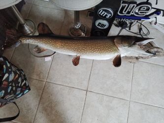 Beautiful mounted Northern Pike
