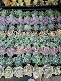 4ft grow light bulbs 4 ft. T8 Linear LED Grow Light