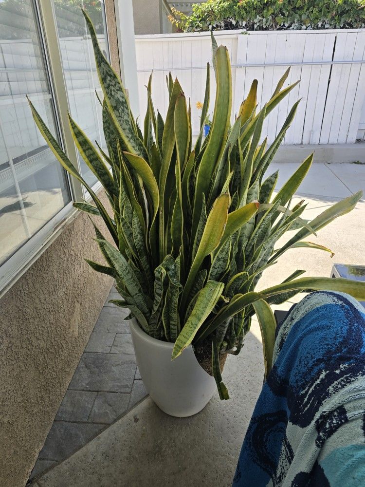 Snake Plant Clippings