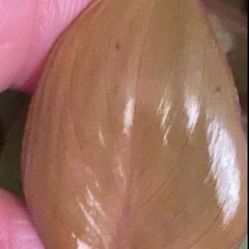 Philodendron “Summer Glory” 