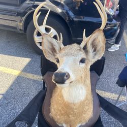 Authentic deer head mount