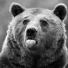 BrownBear
