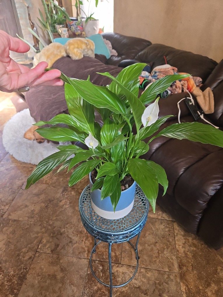 Peace Lilly In 7in Ceramic Pot With Polished Stones