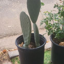 Nopal Plant 