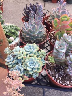 Succulents 6”
