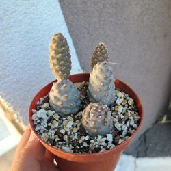 Pine Cone Cactus 