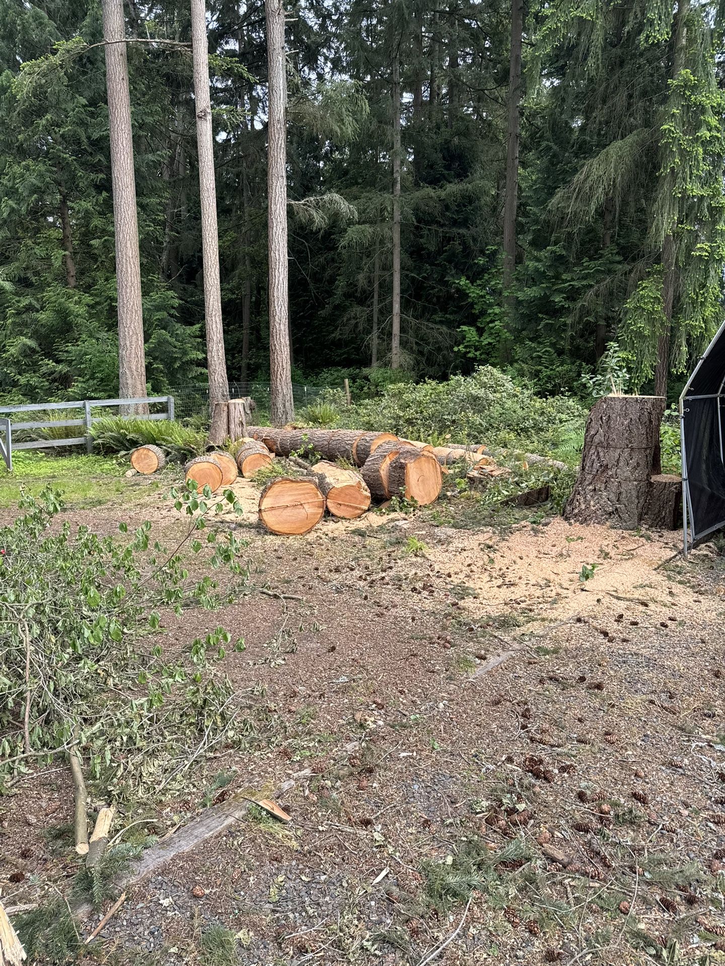 Free Duglas Fir- Firewood in Stumps