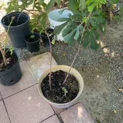 Higueras Lengua De Suegra