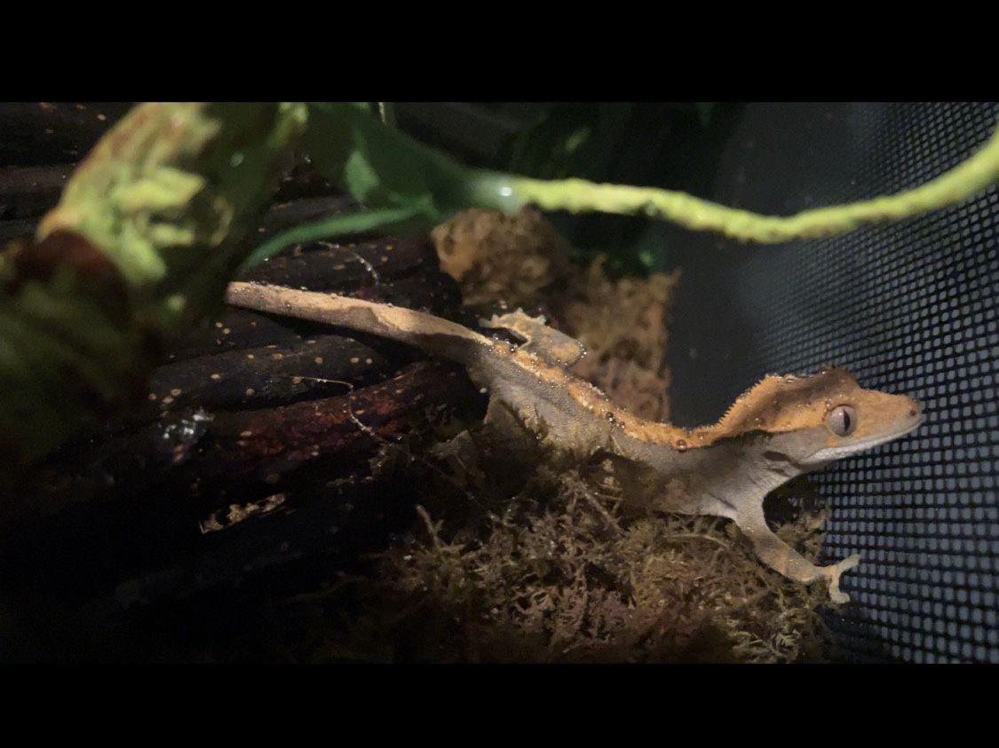 Crested Gecko “ With Supplies All In Photo Cage, Timed Water Mister, Food, Bug Calcium, Weight Scale, Tweezers And Cage Cleaner”