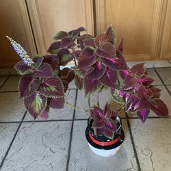 Beautiful Coleus Blooming It’s In Ceramic Snow Man Pot