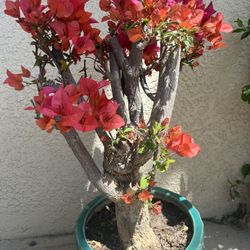 Bougainvillea, roses, foxtail plants