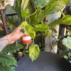 Philodendron Burle Marx Variegated Plant