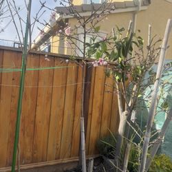 Blooming Peach Plant 