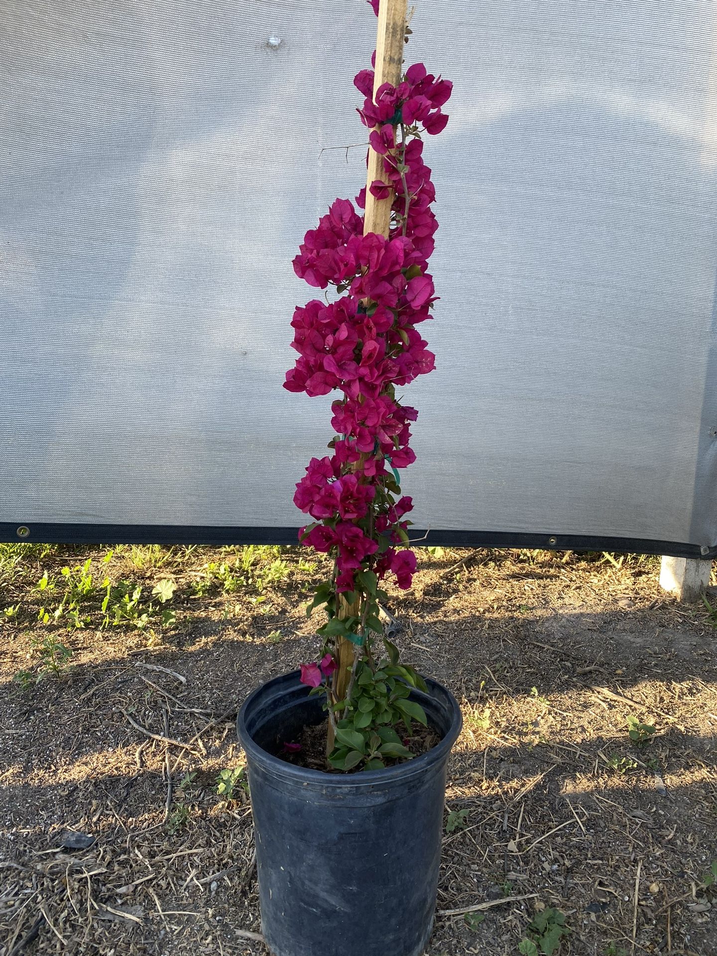Red Bougainvillea (Don Mario) 5 Gallons