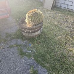 Ball Cactus 