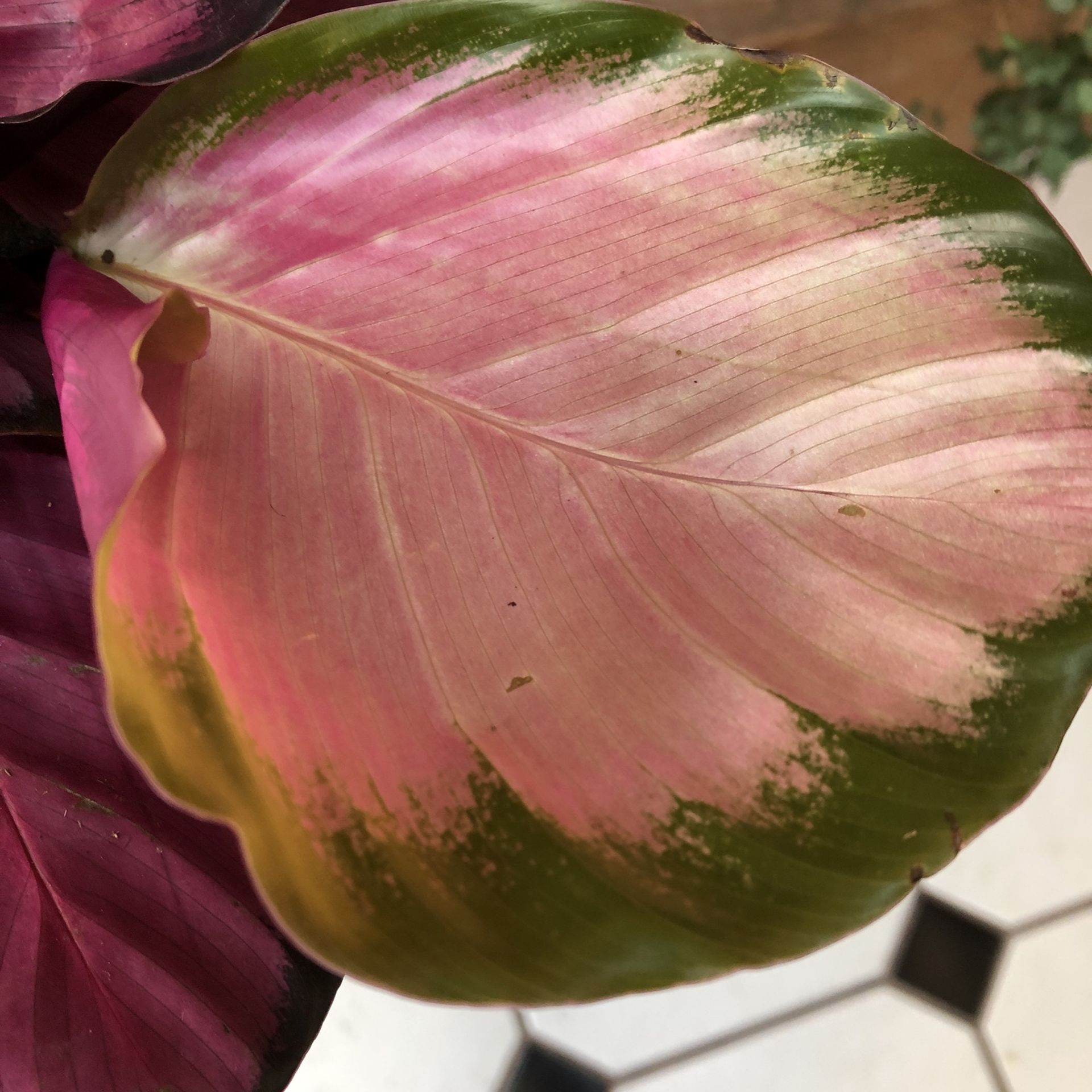 Calathea Roseopicta Rosy Plant