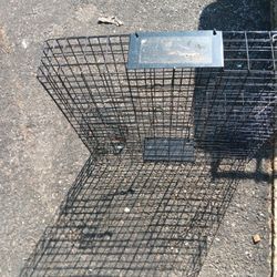 Live Squirl Trap