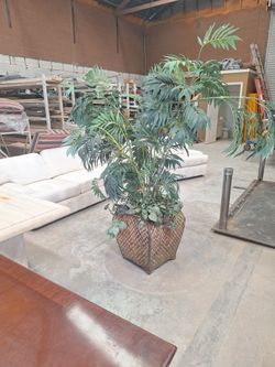Large Fauc Plant