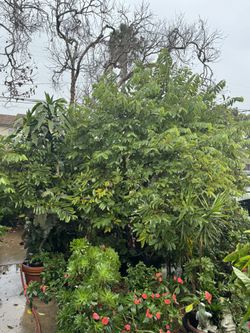 Cherimoya Tree