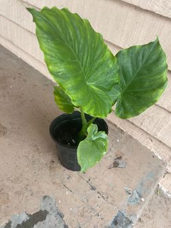 Elephant Ear Plant