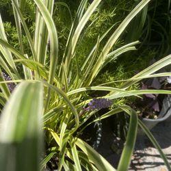 Plant For Garden $10