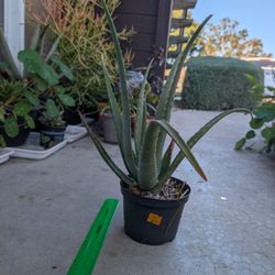 Aloe Plant 5