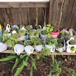 Barrel cacti: 50 cents ($0.50/ to $3.00 only) some are round, egg-shaped, ballon-shaped,elongated that bears lots of tubers/ seedlings/ pups... howev