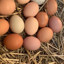 Organic -fertile hatching   eggs