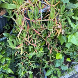 Ice Plants In A Pot Decorative 