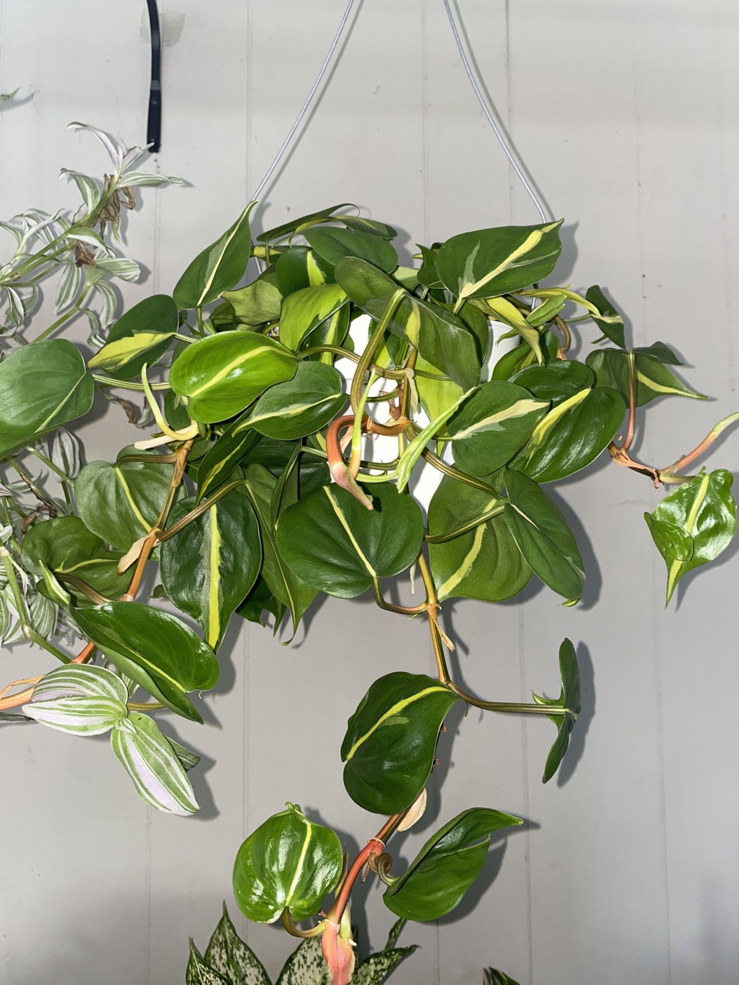 Real brasil philodendron 6 inch