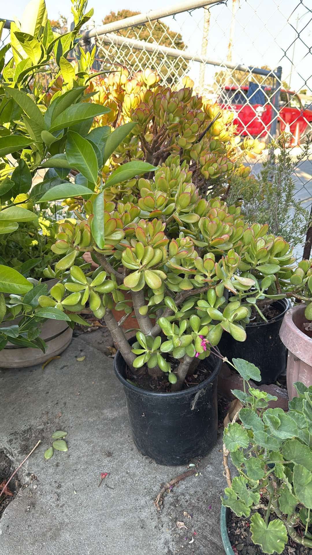 Jade Plant